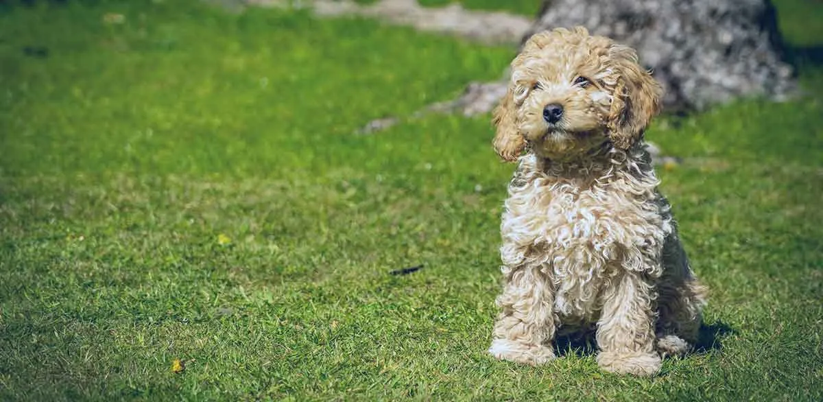 apricot colored poodle sitting on grass