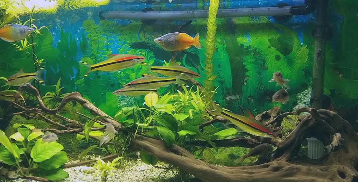 aquarium fish and plants