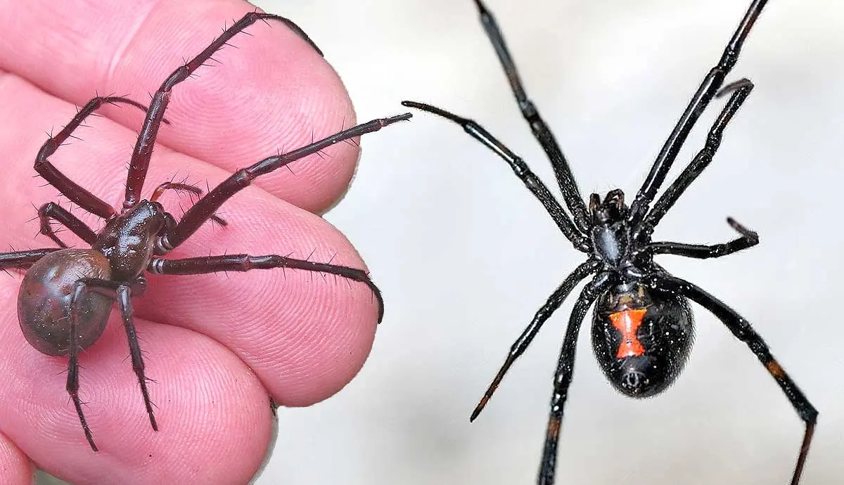 are black widow spiders deadly