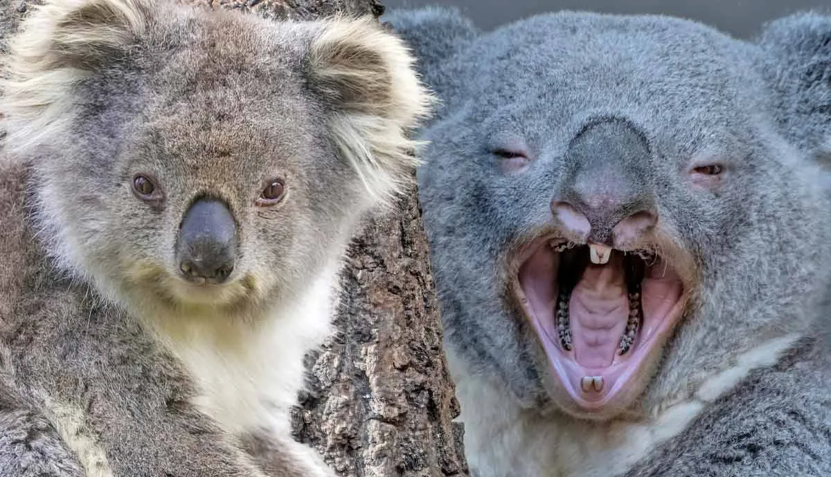 Are Koala Bears Dangerous?