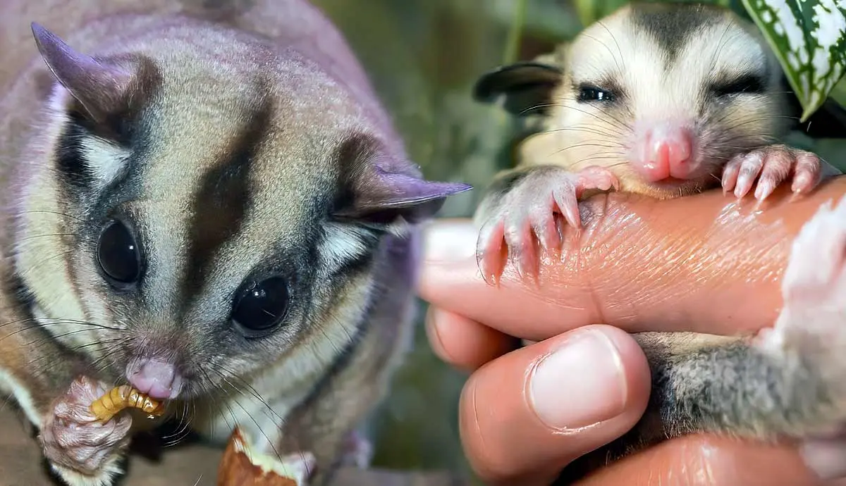 are sugar gliders good pets