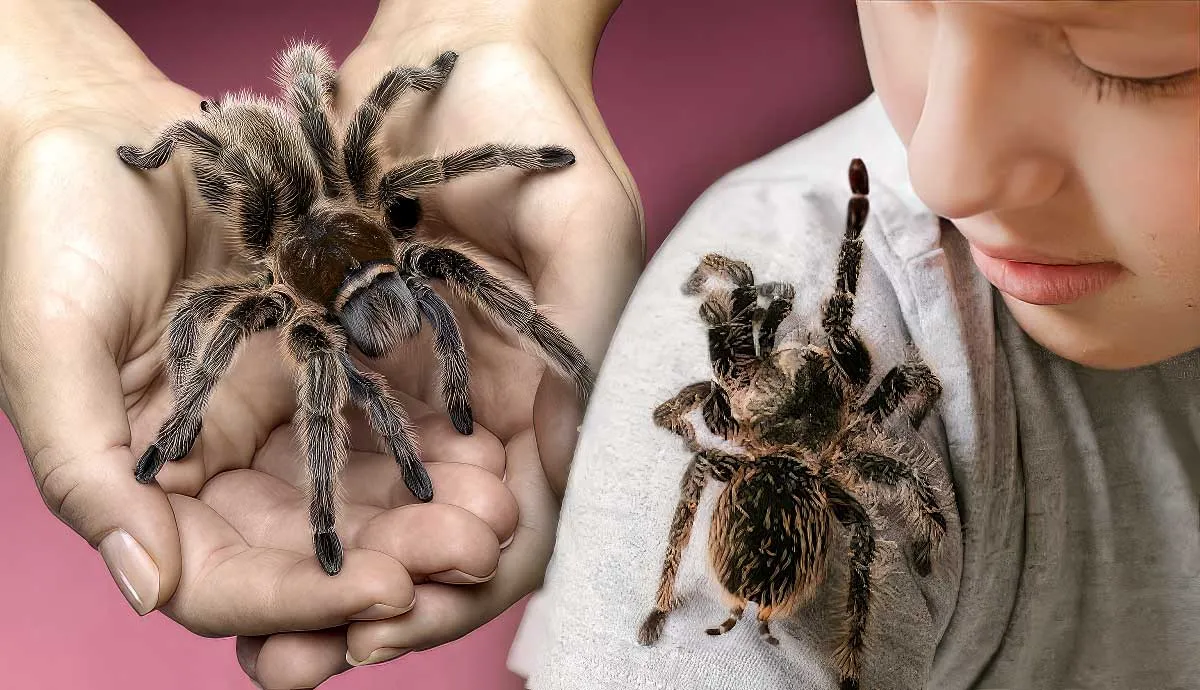 are tarantulas good pets for children