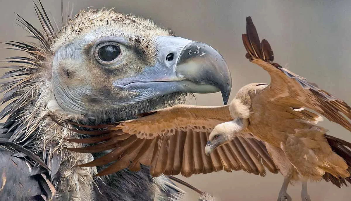 are vultures dangerous