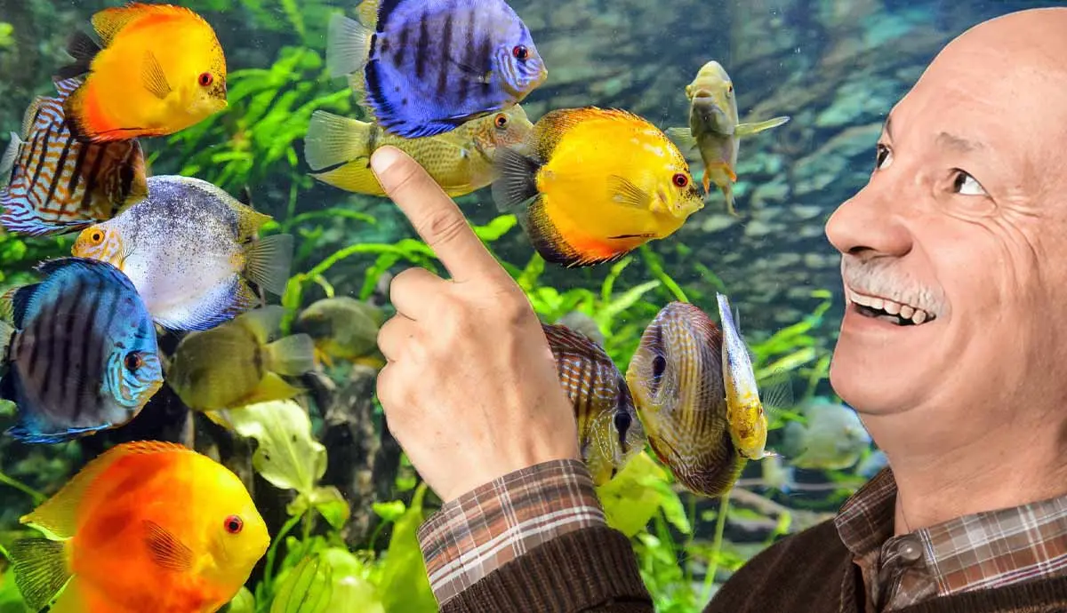 art of fishkeeping how aquariums reduce stress