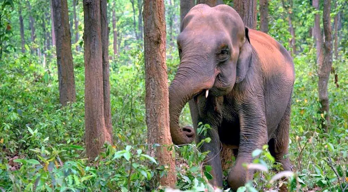 asian elephant