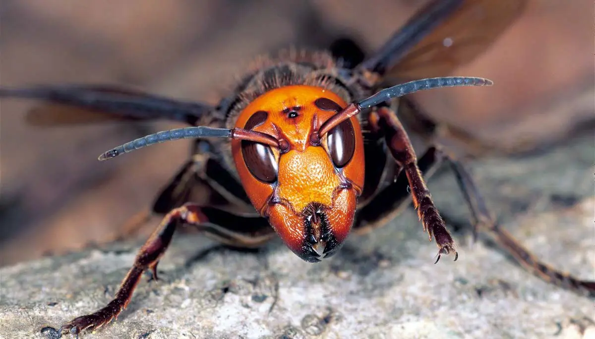 asian giant hornet