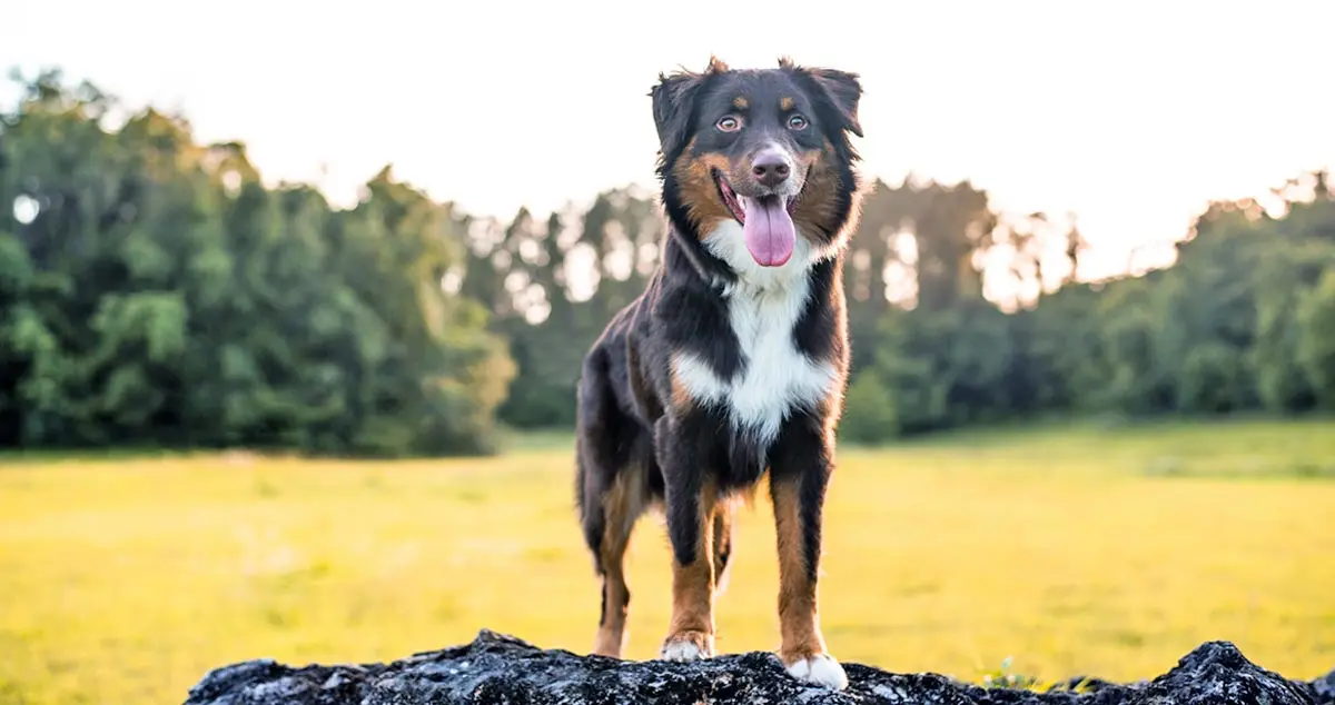 athletic tricolor aussie