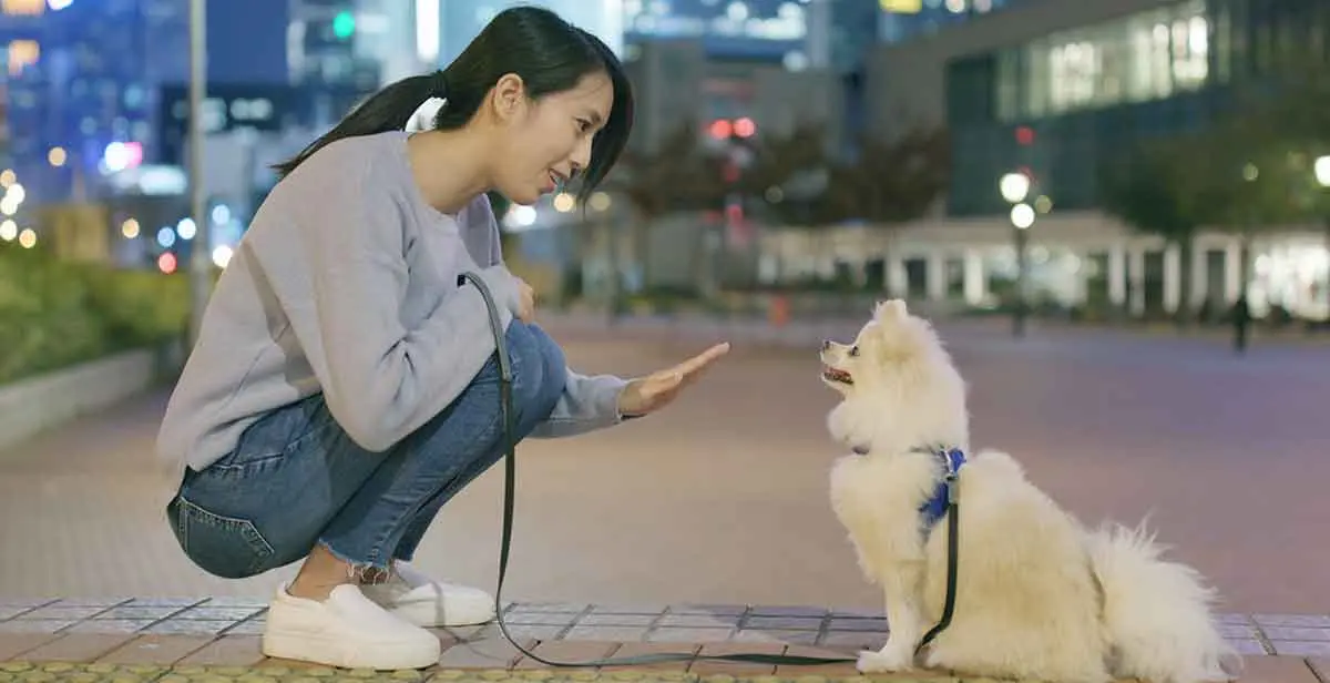 attentive pomeranian training