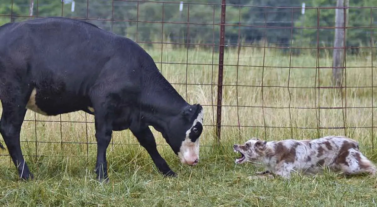 aussie faces cow