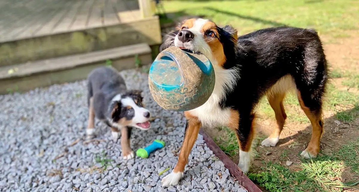 aussies playing ball