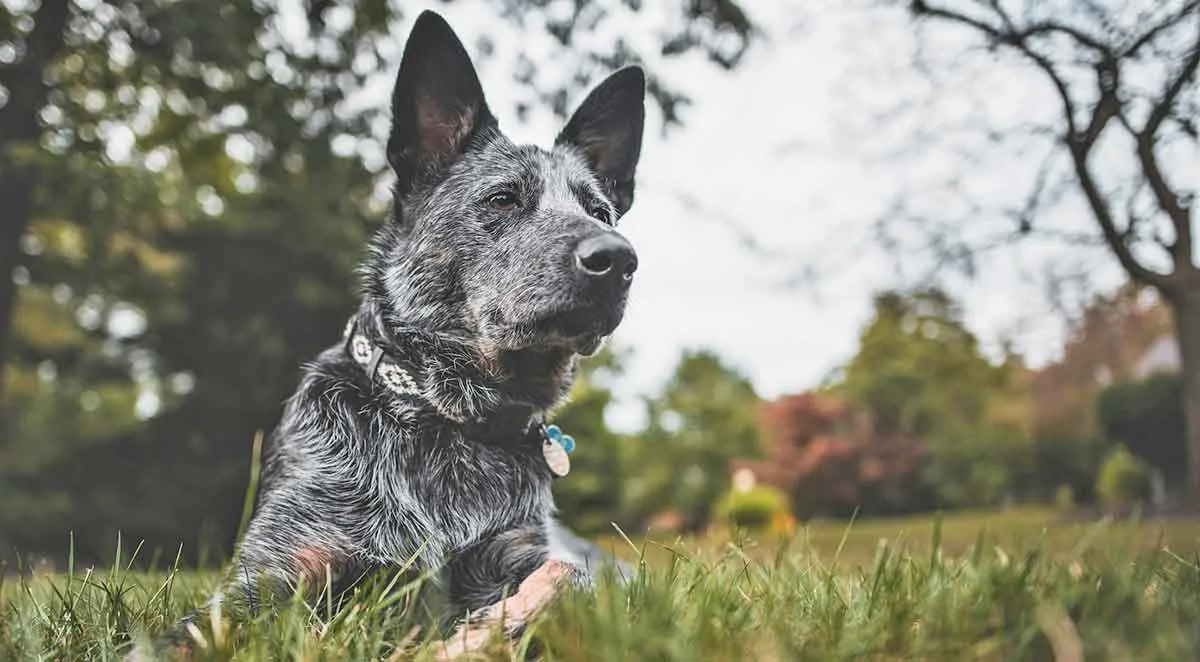 australian cattle dog laying in grass