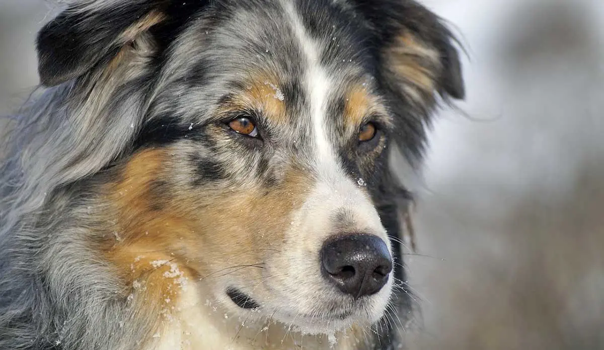 australian shepherd in snow