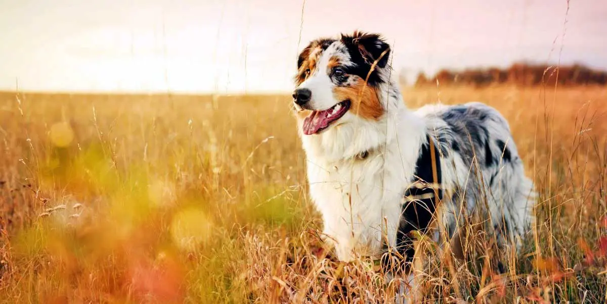 australian shepherd outside grass field