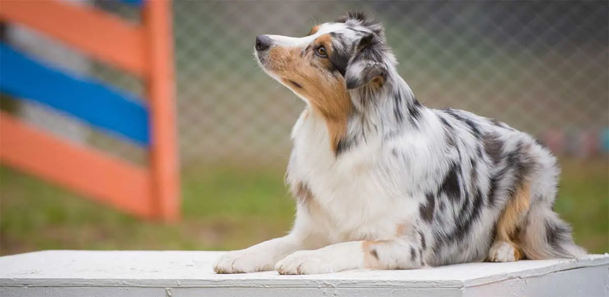 australian shepherd pause box