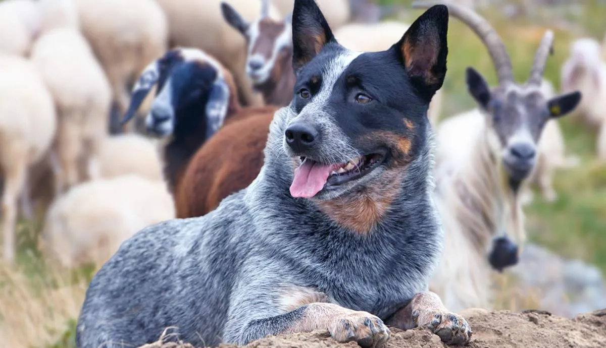 australian stumpy tail cattle dog complete guide