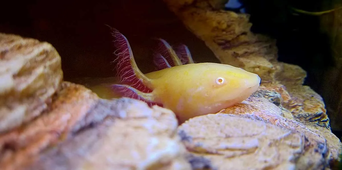 axolotl hiding among rocks