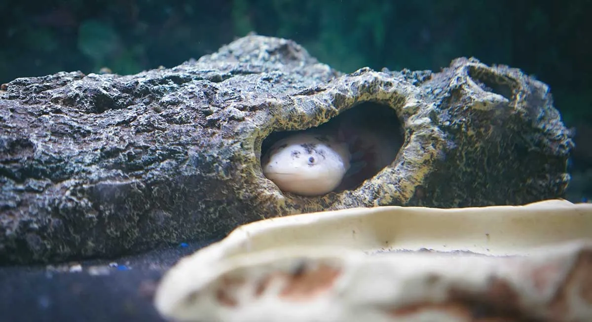 axolotl hiding in log