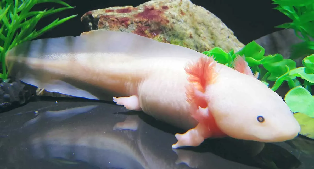 axolotl missing legs