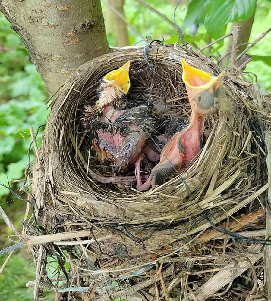 baby birds yelling in a nest