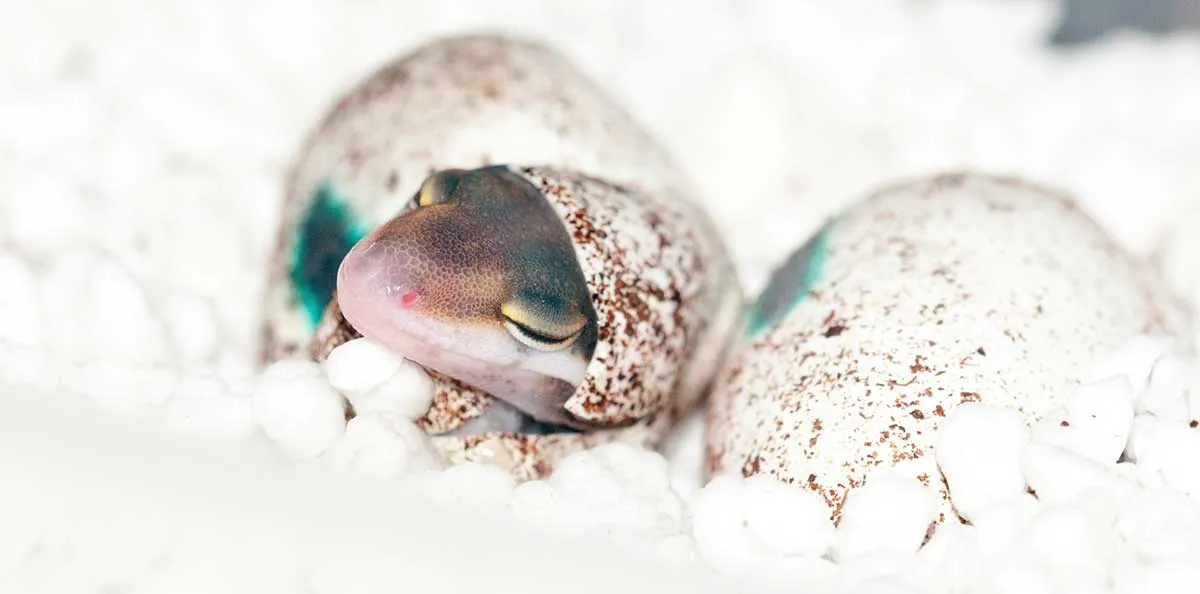 baby gecko hatching