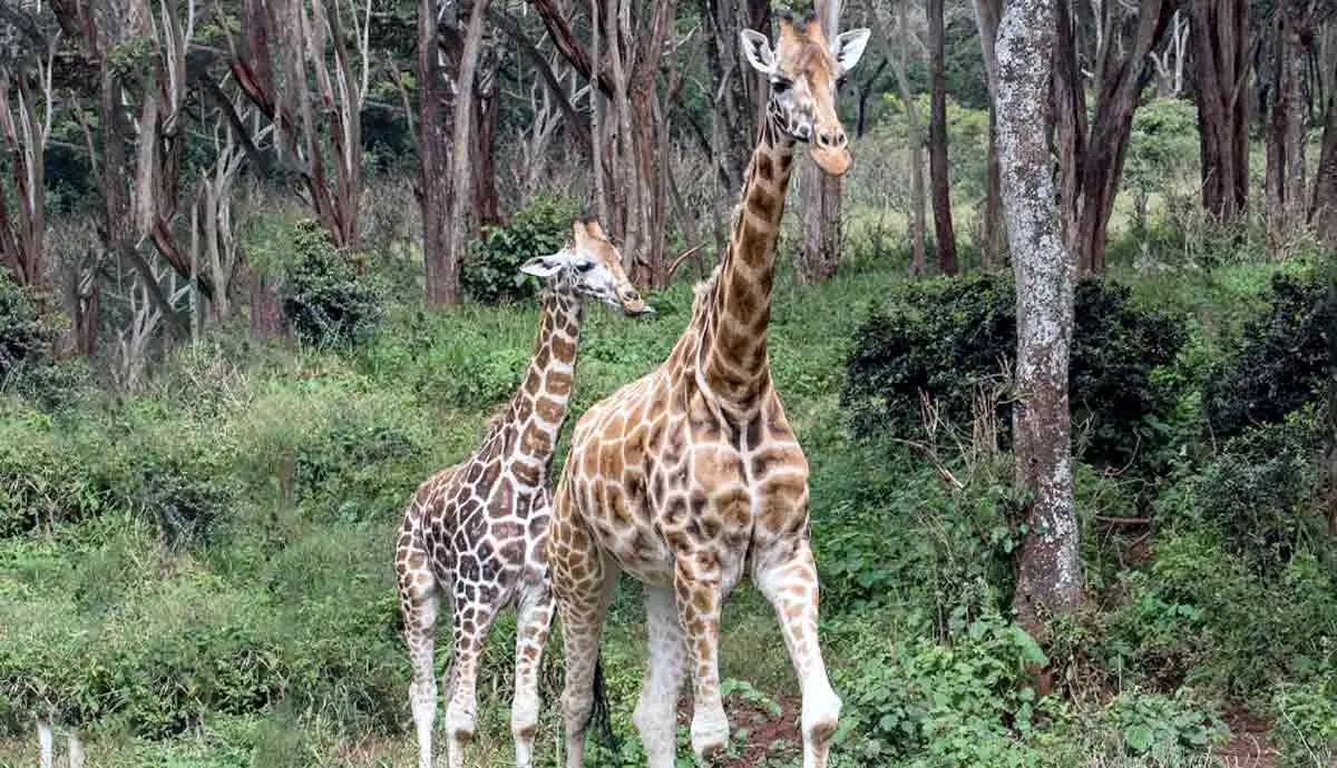 baby giraffe