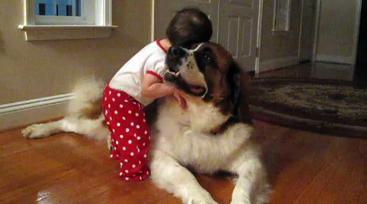 baby hugging a saint bernard dog
