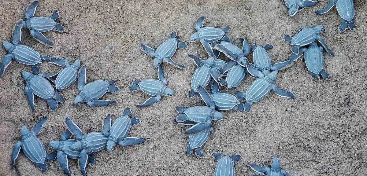 baby leatherback sea turtles