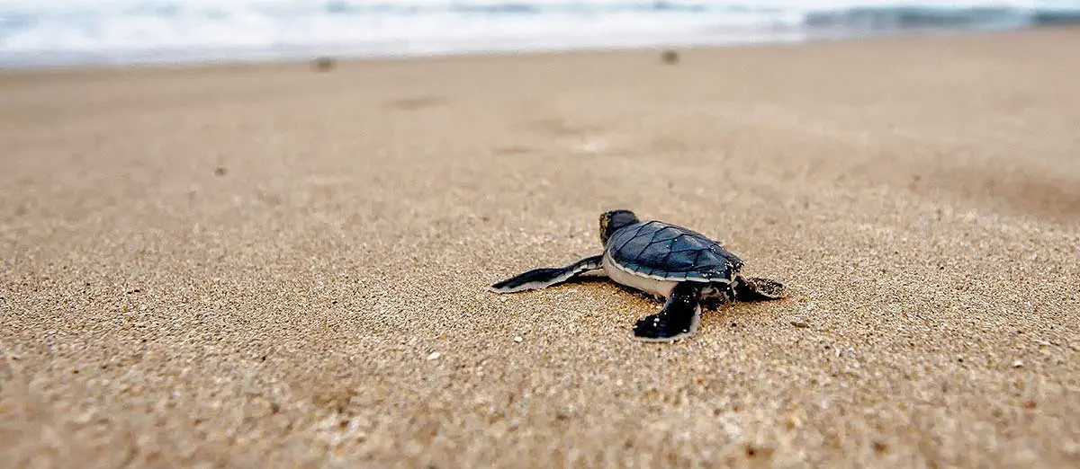 baby loggerhead sea turtle