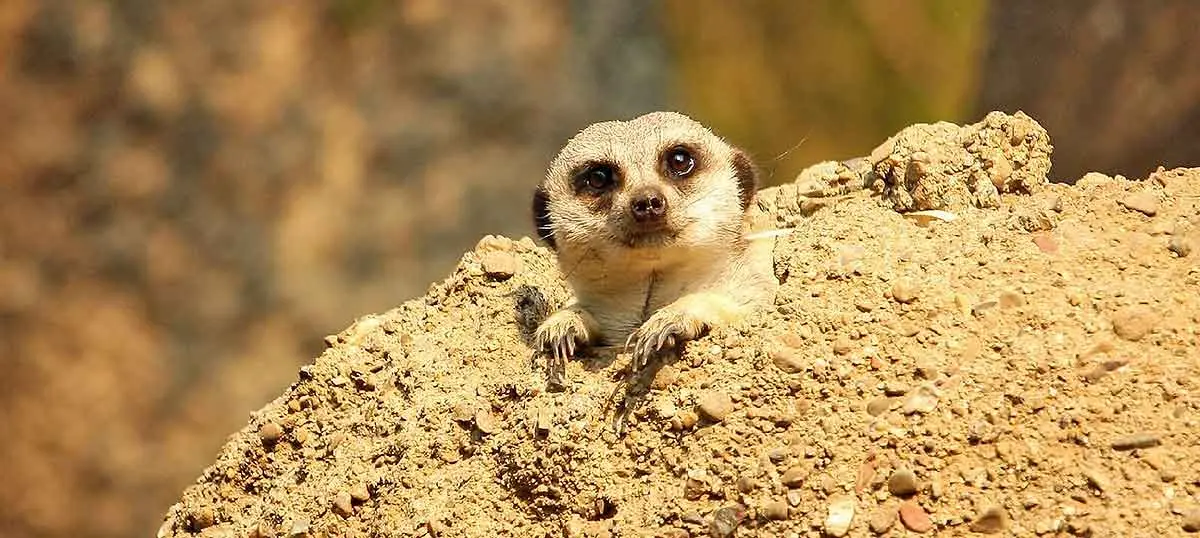 baby meerkats poking head out of den