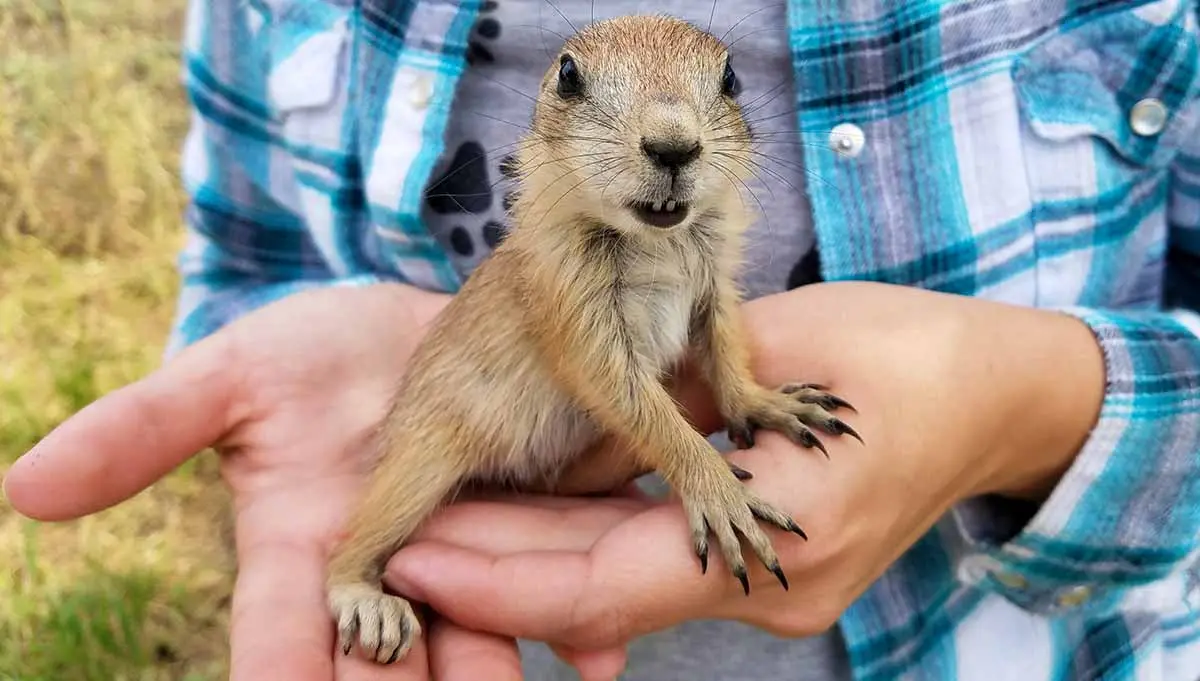 baby prairie dog