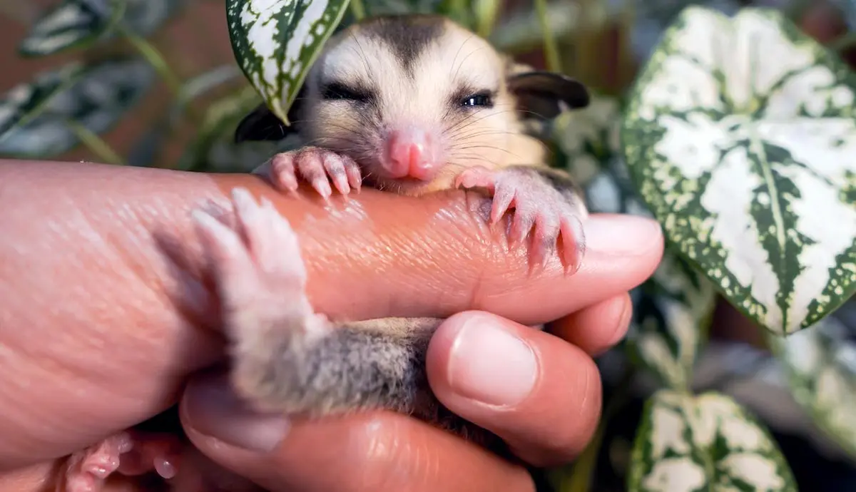 baby sugar glider