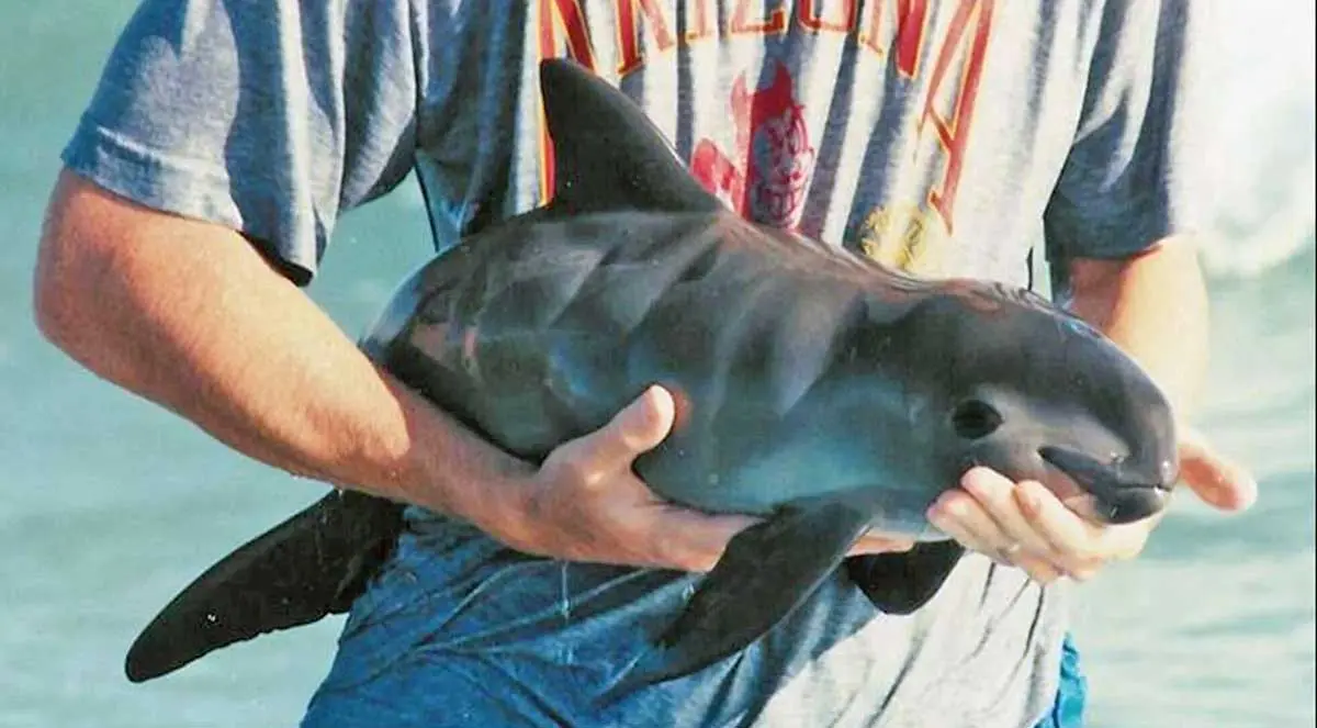 baby vaquita