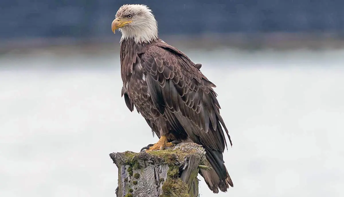 bald eagle