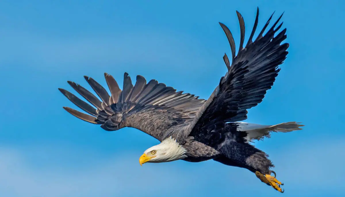 bald eagle