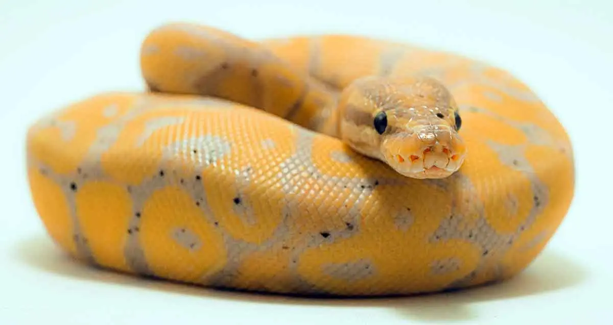 ball python curled up