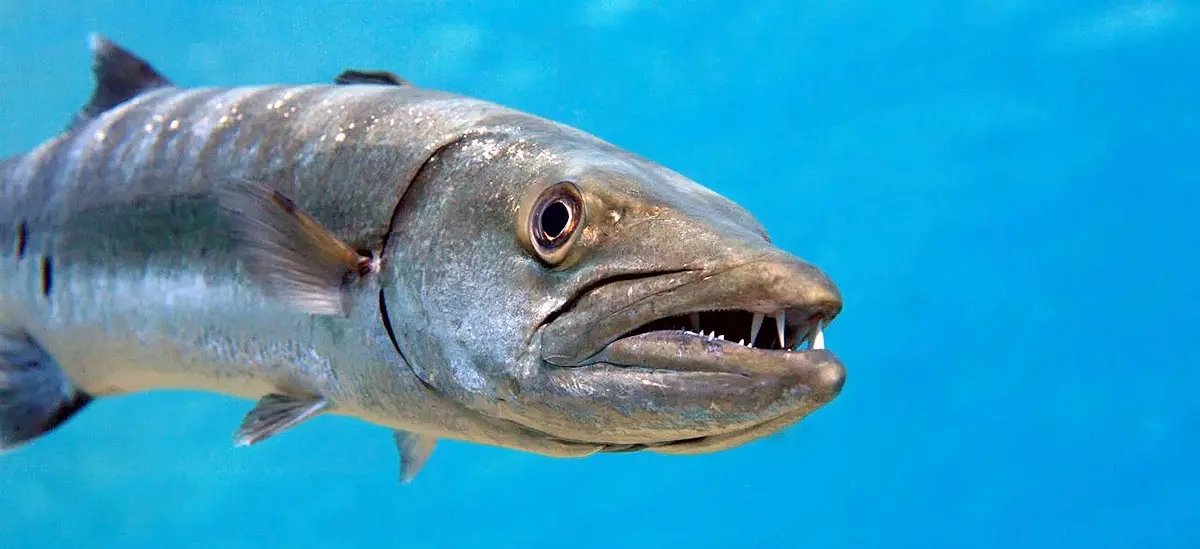 barracuda fish in ocean