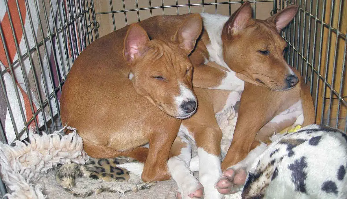 basenji and owner at dog show