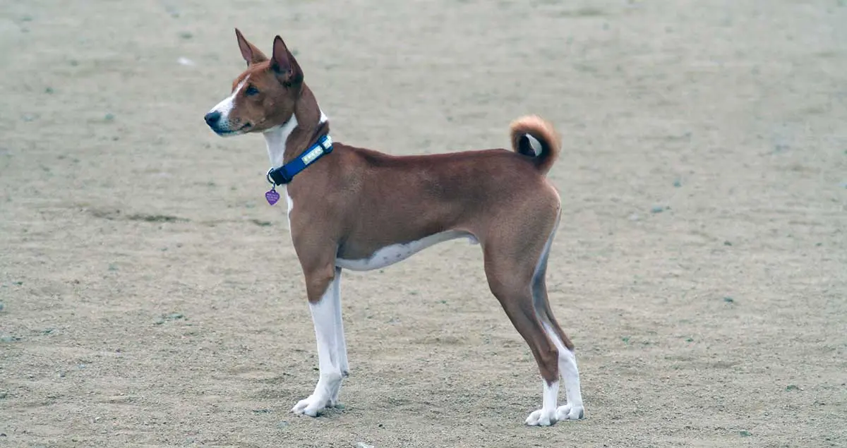 basenji at beach