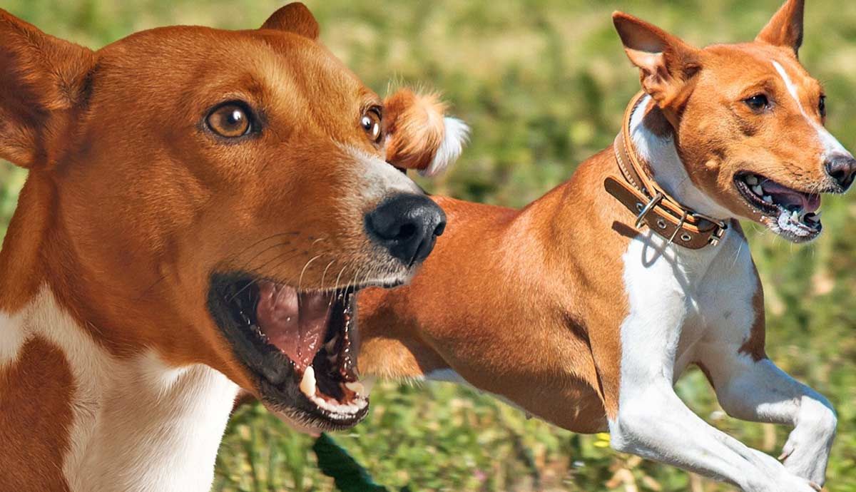 basenji facts about africa barkless dog