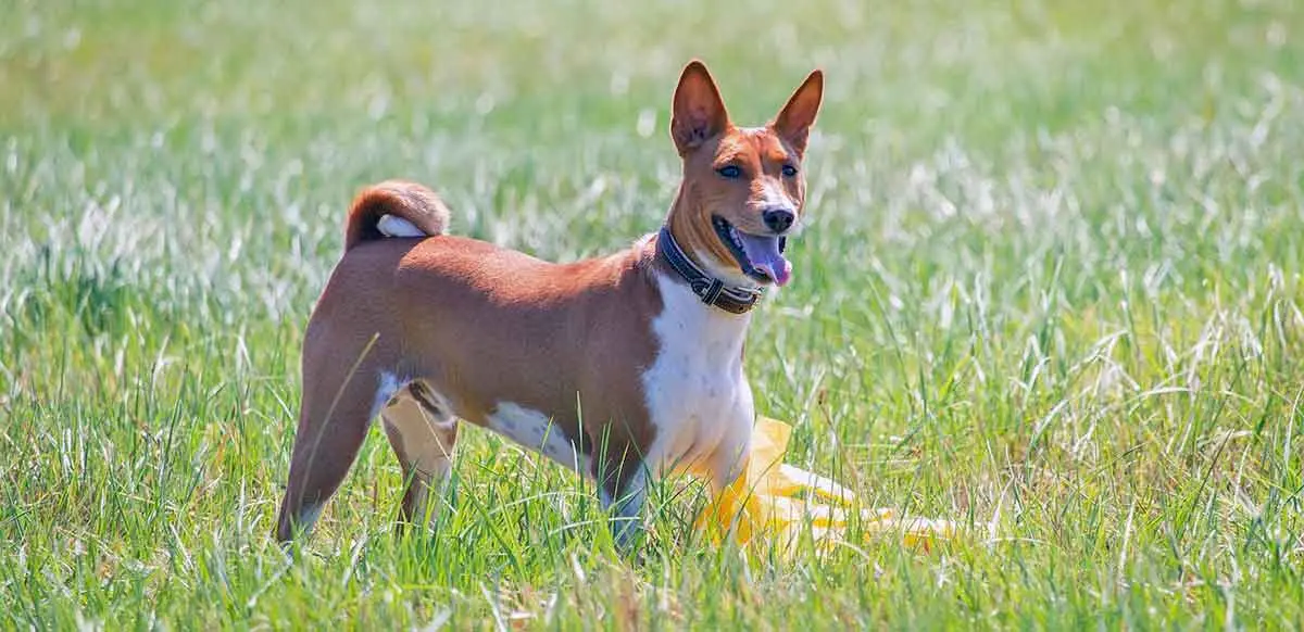 basenji in grassy field