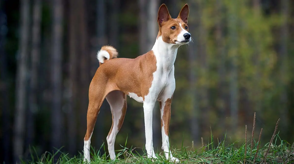 basenji in woods