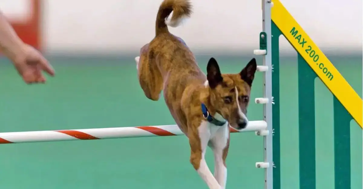 basenji leaping hurdle