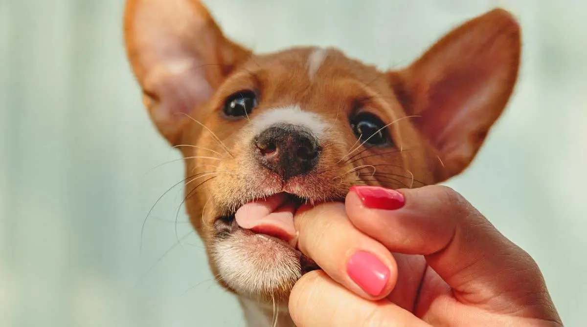 basenji nipping