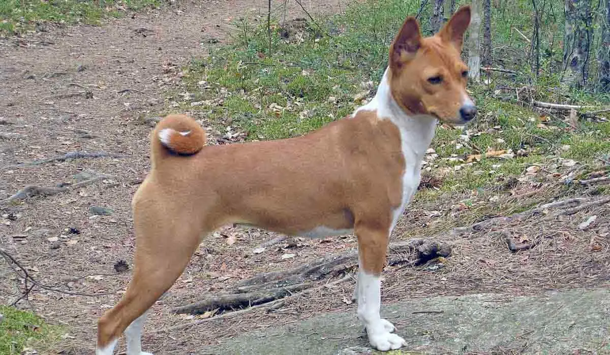 basenji outside in nature