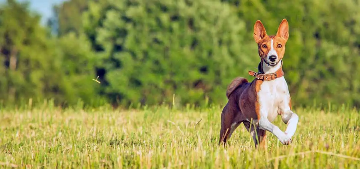 basenji running field tongue