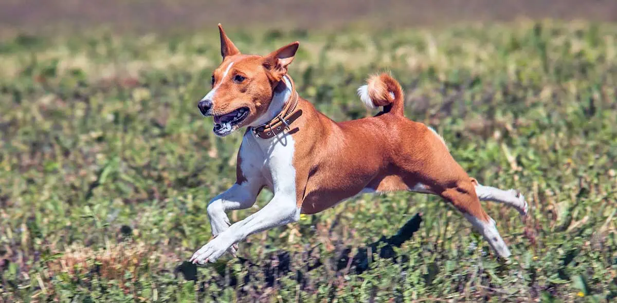 basenji running through field