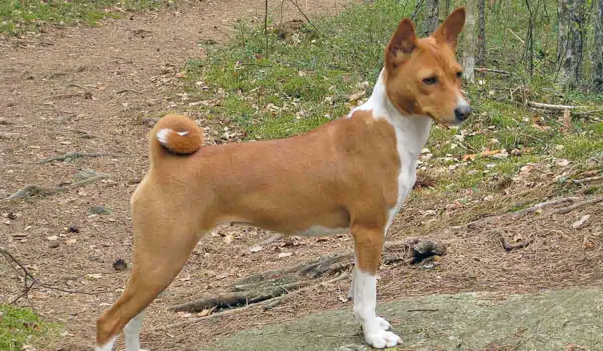 basenji standing on rock outside