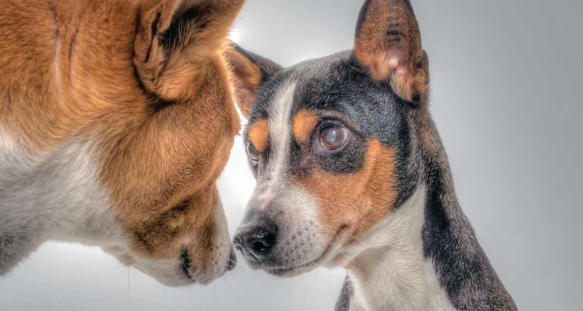 basenji stare