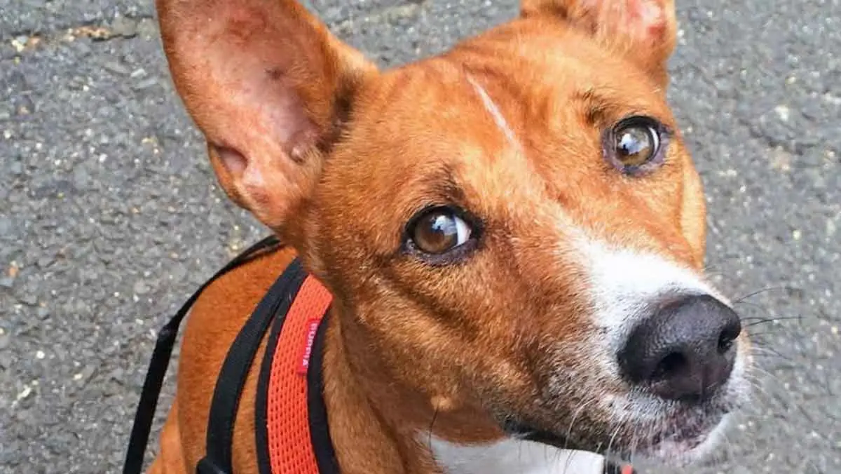 basenji with harness