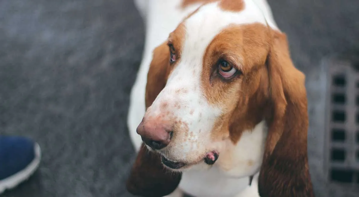 basset hound dog looking up away from camera